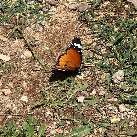 Sole Comino * 산타 루치아